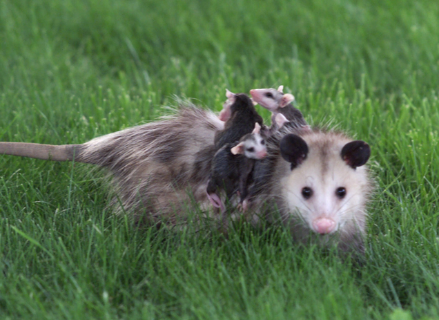A mother opossum carries her babies as she makes her way back to her den after a night out in a neighborhood on the far east side of Indianapolis, Friday, May 12, 2000.